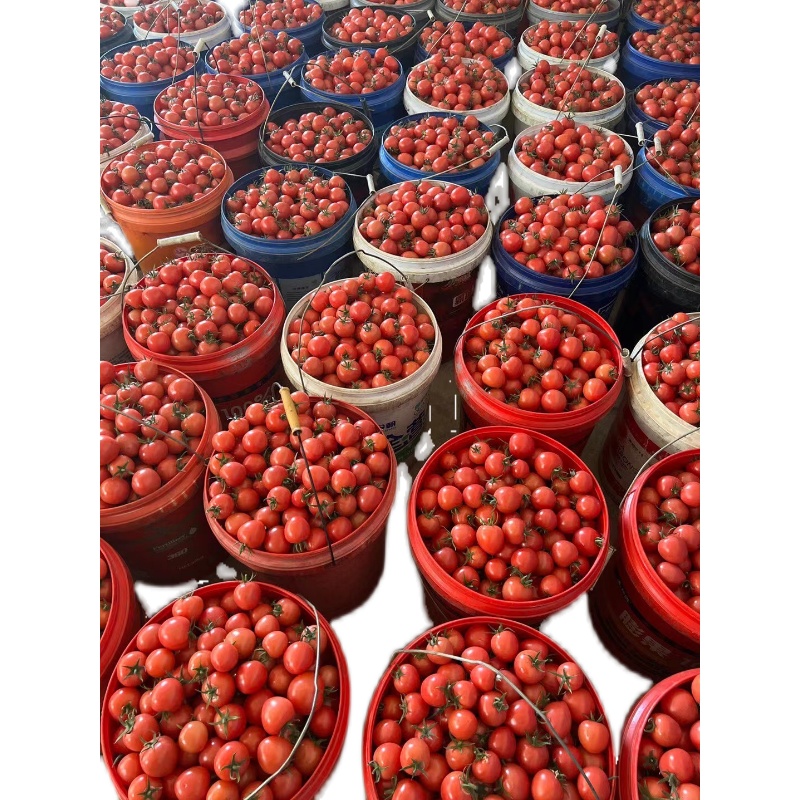 攀枝花千禧小番茄 樱桃红小西红柿引领当季鲜果风潮